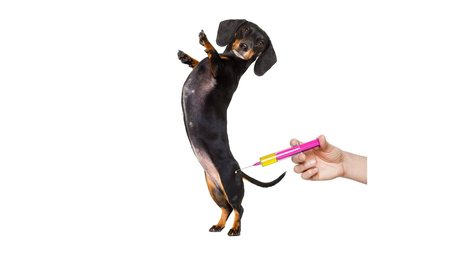 My Home Vet Grand Cayman's Favourite Mobile Vet Service