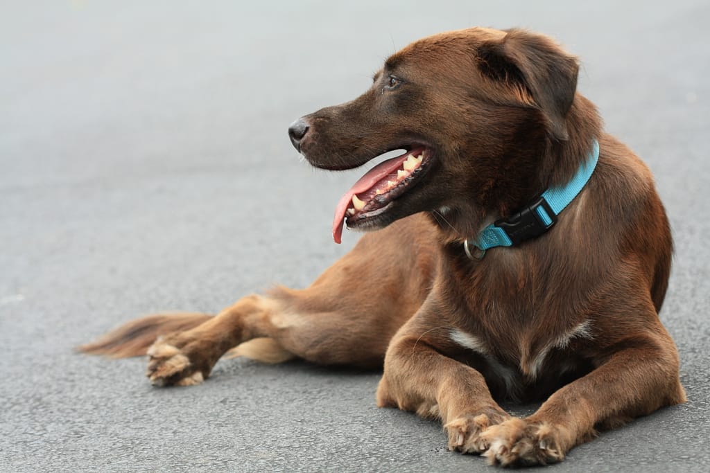 My Home Vet Grand Cayman's Favourite Mobile Vet Service